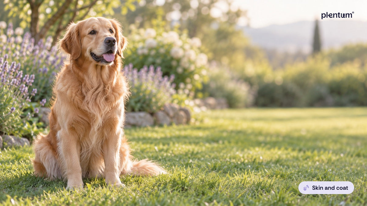 Golden retriever sitting calmly on a sunlit garden lawn beside lavender in a gentle breeze