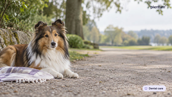 Shetland sheepdog resting on a gravel park path beside a folded linen towel in soft daylight