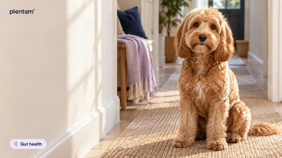 Cockapoo with a soft curly coat sitting calmly in a sunlit hallway beside a cream wall