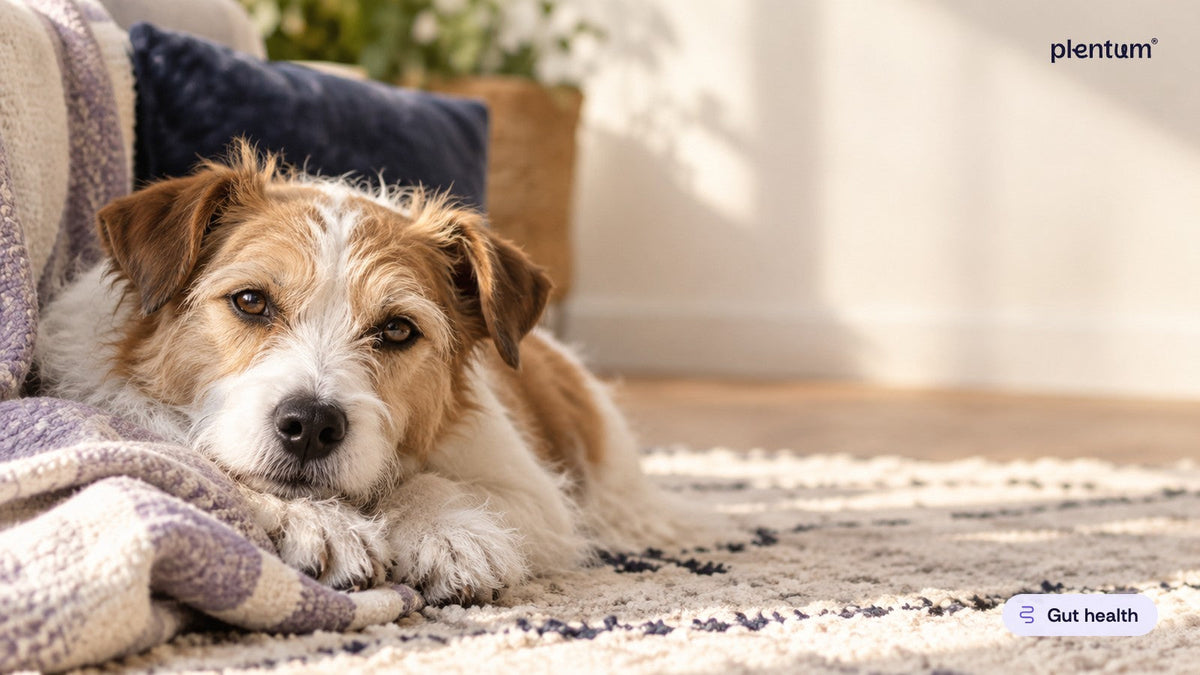 Healthy mixed-breed terrier resting on a sunlit living-room rug with a lavender throw, calm and relaxed