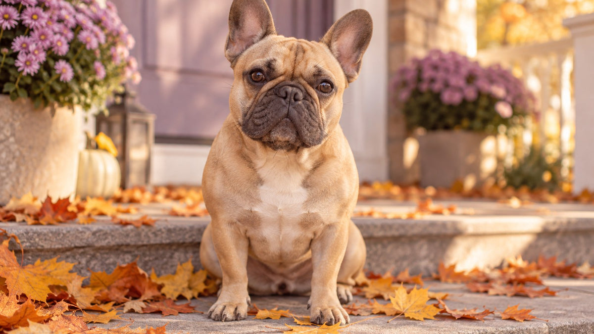 A fawn French bulldog sits on a front porch step scattered with orange and yellow fall leaves in soft sun.