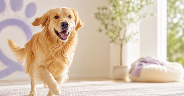 Dog eating from a bowl with synbiotic supplement powder supporting gut health