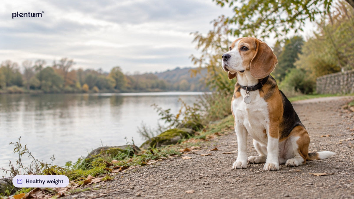 Beagle sitting on a gravel lakeside path in soft autumn light, calm and looking out over the water