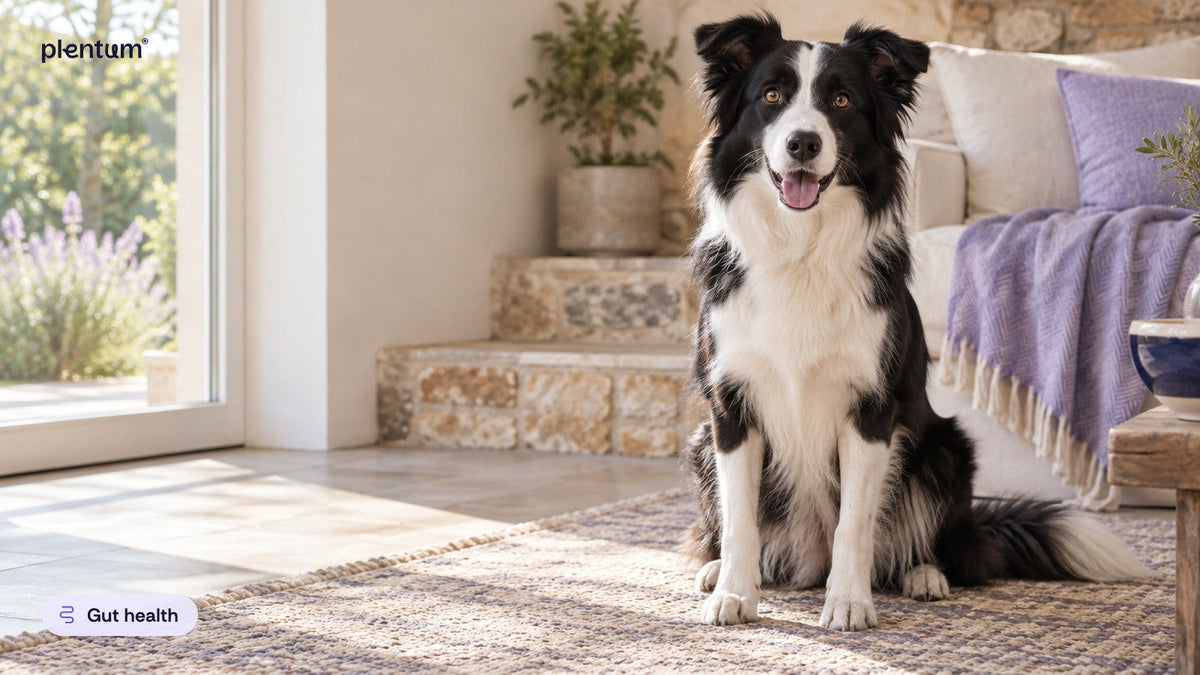 Border collie sitting alert and happy on a sunlit woven rug beside a lavender throw