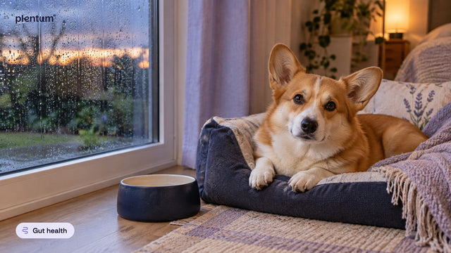 Pembroke corgi resting in a navy dog bed beside a rain-streaked window and an empty water bowl