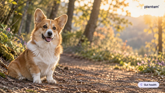 Pembroke corgi sitting calmly on a woodland trail in golden evening light, looking alert and happy