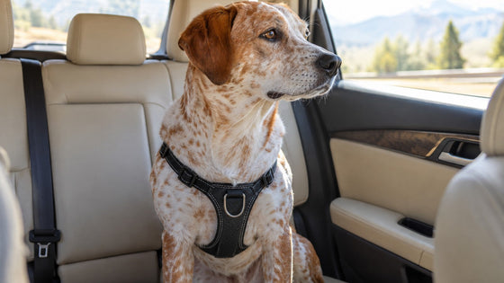 A spotted mixed-breed dog sits in a car back seat wearing a harness and looks out the window.