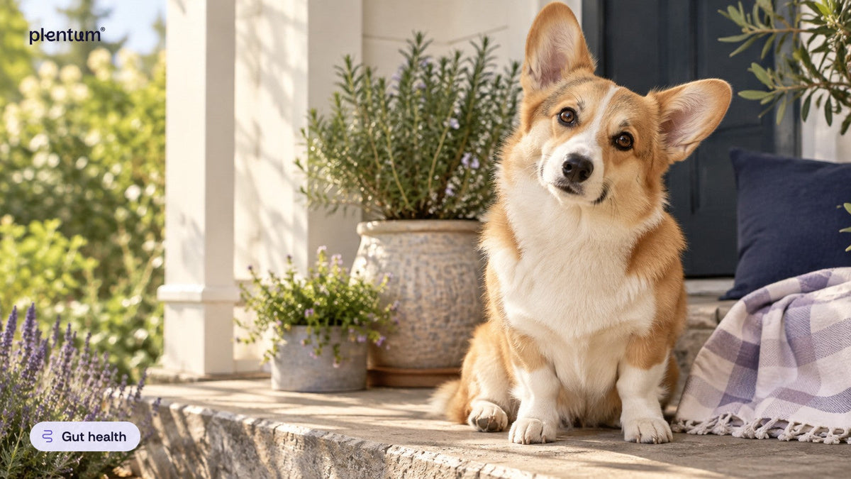 Pembroke corgi sitting on a sunny porch step beside potted herbs and a lavender-check throw