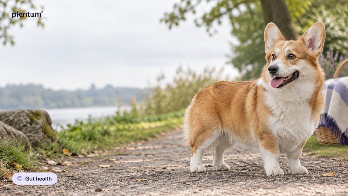 Pembroke corgi standing calmly on a gravel lakeside path in soft overcast light, looking to the side