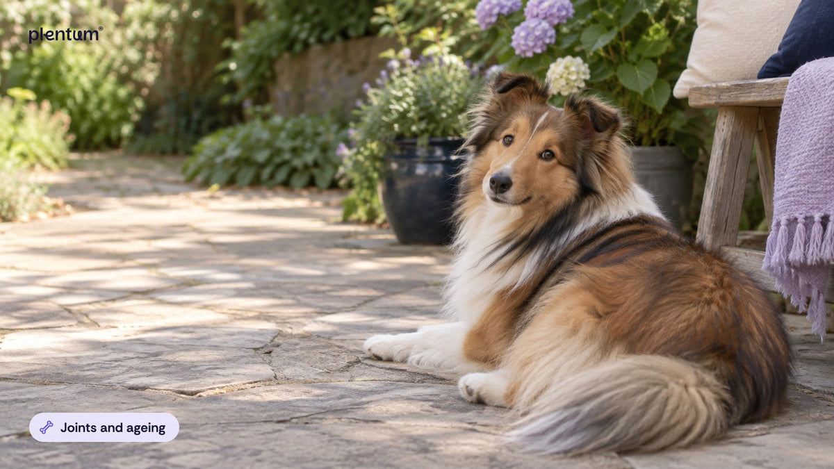 Shetland sheepdog resting on a sunny stone patio beside a navy pot and lavender-throw chair