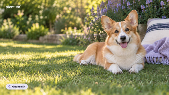Smiling Pembroke corgi resting on sunlit grass in a garden beside lavender and a striped cushion