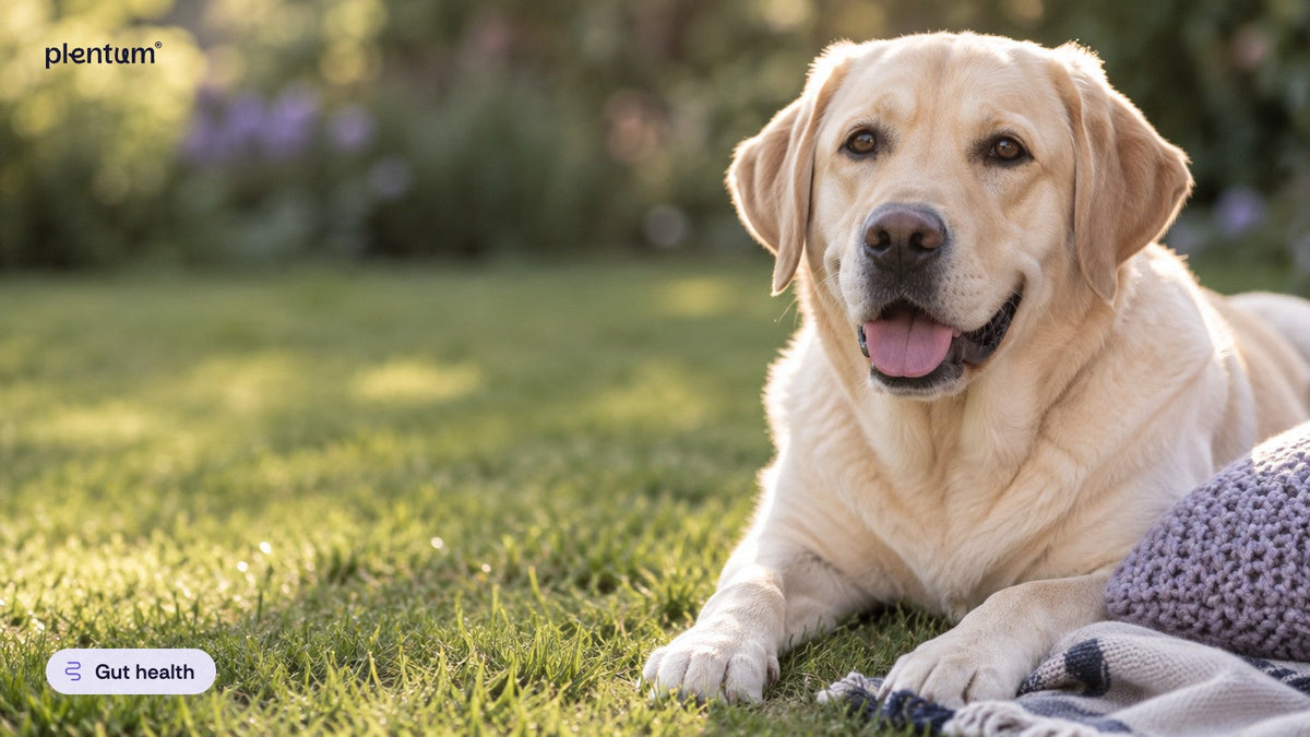 Healthy Labrador retriever lying on a sunlit garden lawn with a knitted cushion, relaxed and content