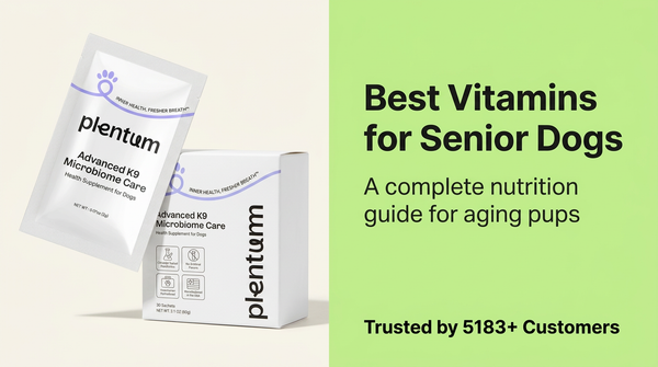 Best Vitamins for Senior Dogs: A Complete Nutrition Guide for Aging Pups