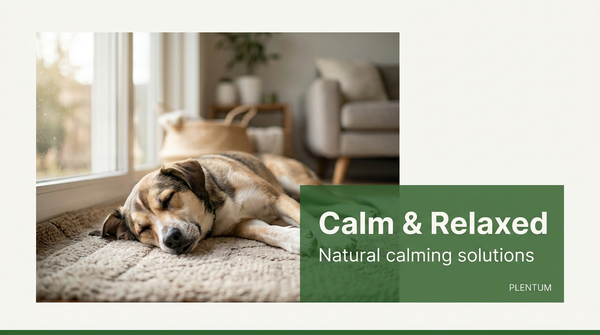 Before You Try a Calming Supplement for Dogs, Read This