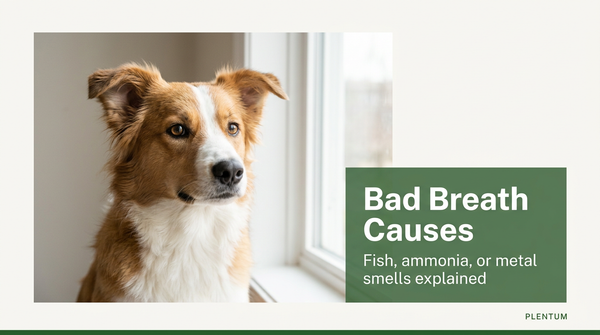 Dog Breath Smells Like Fish (or Ammonia/Metal)? Causes & Fixes — expert pet health and care guide