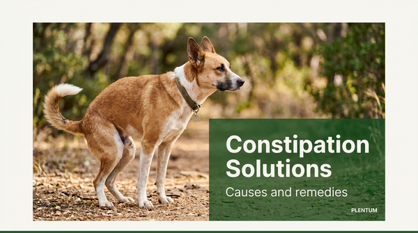 Is Your Dog Constipated? Signs, Causes, and What to Do Next
