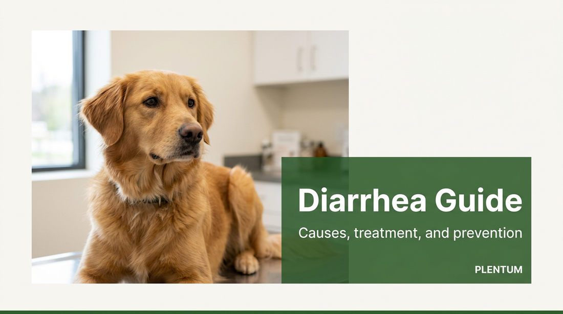 Dog Diarrhea: How To Identify, Diagnose, and Treat It