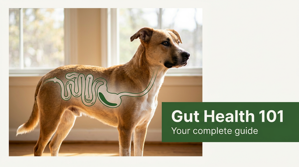 Dog Gut Health: Why Your Pup’s Digestion Matters — expert pet health and care guide