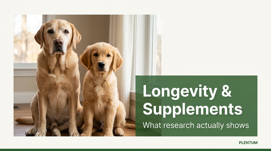 Do Dog Supplements Help Dogs Live Longer? [2026 Research]