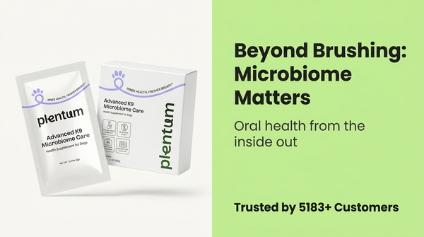 Dental Wipes vs. Chews vs. Powders: What’s Best for Your Dog’s Dental Care?