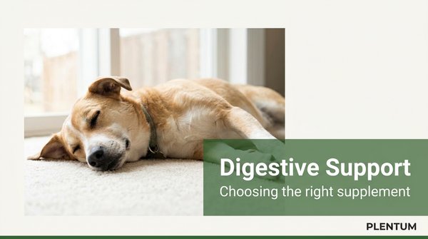 Postbiotics for Dogs: The Gut Health Breakthrough Pet Owners Are Missing