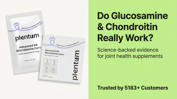 Joint & Bone Health in Dogs: Do Glucosamine and Chondroitin Really Work?