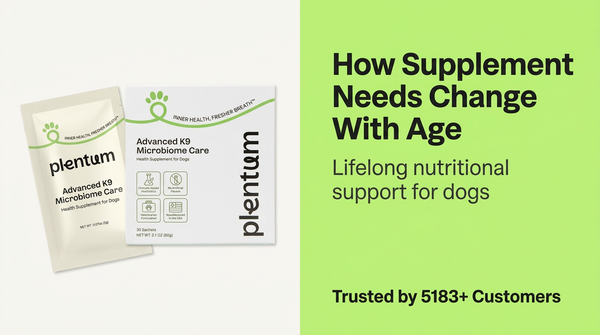 From Puppies to Seniors: How Dog Supplement Needs Change with Age — expert pet health and care guide