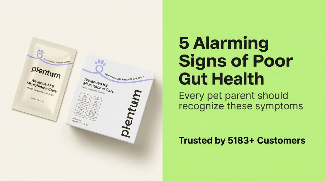 7 Symptoms of Poor Gut Health in Dogs to Watch For