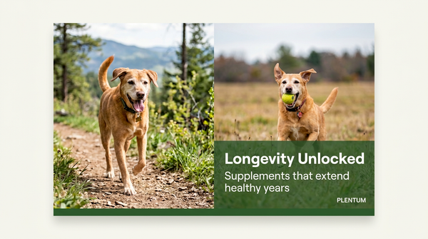What Makes a True Longevity Supplement for Dogs? It Starts With the Gut — expert pet health and care guide
