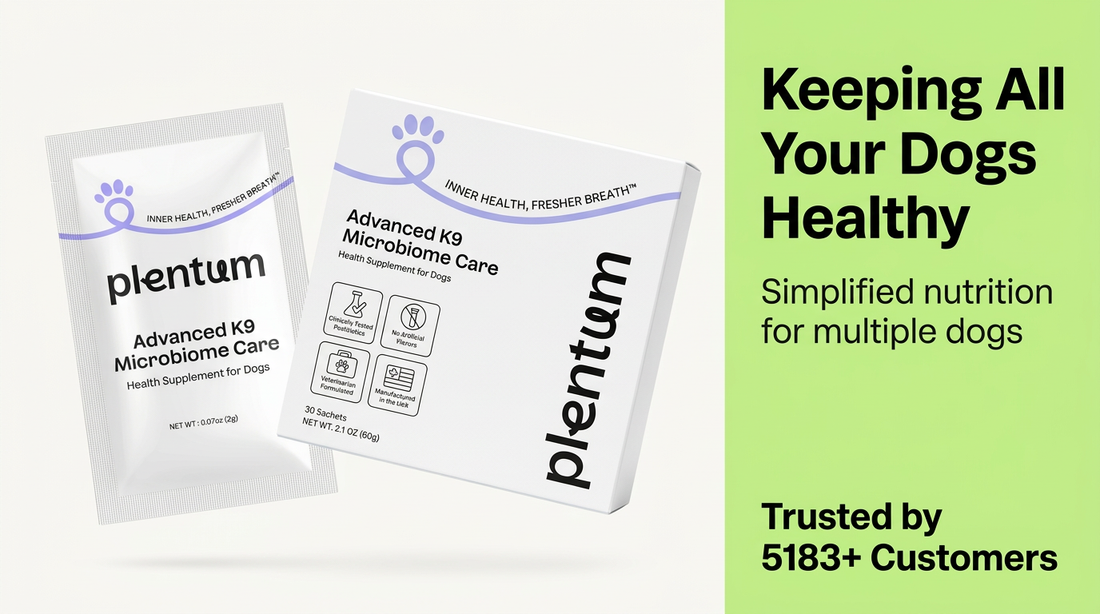 Wellness for Multi-Pet  Households: Balancing  Health and Harmony