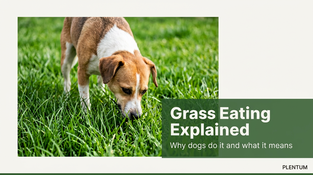 Why Do Dogs Eat Grass? What the Behavior Could Be Telling You