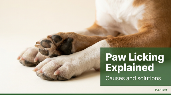 Do Dogs Lick Their Paws? An In-Depth Look at a Common Canine Behavior — expert pet health and care guide