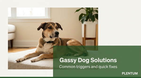 Is My Dog So Gassy? 13 Common Triggers (and Quick Fixes) — expert pet health and care guide