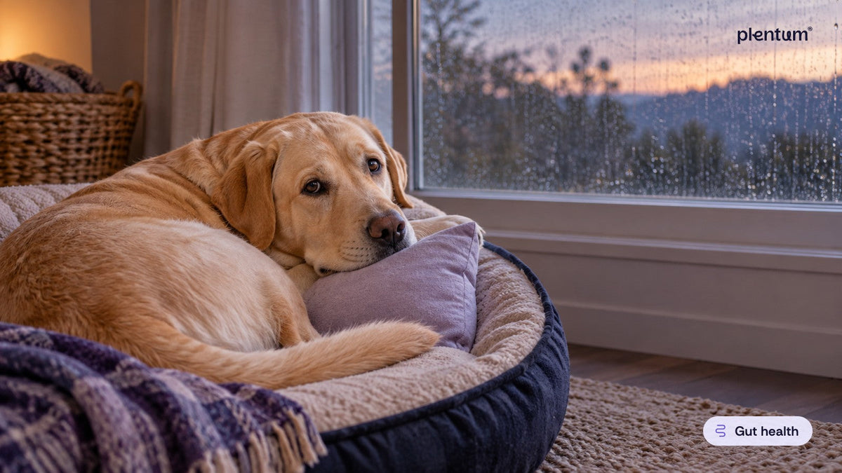 Labrador retriever resting its chin on a lavender cushion in a dog bed by a rain-streaked window at dusk