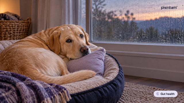 Labrador retriever resting its chin on a lavender cushion in a dog bed by a rain-streaked window at dusk