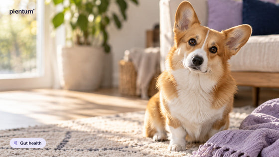Pembroke corgi sitting with head tilted on a cream rug in a sunlit living room by a window