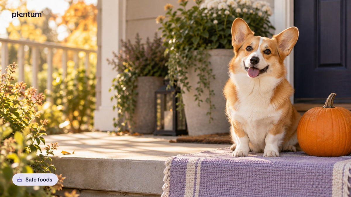 Pembroke corgi sitting on an autumn porch step beside a whole decorative pumpkin