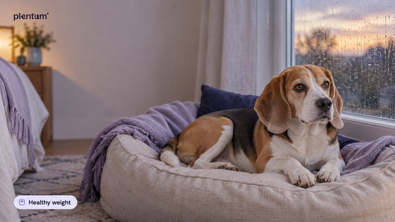Healthy adult beagle resting on a linen dog bed by a rain-streaked bedroom window at dusk