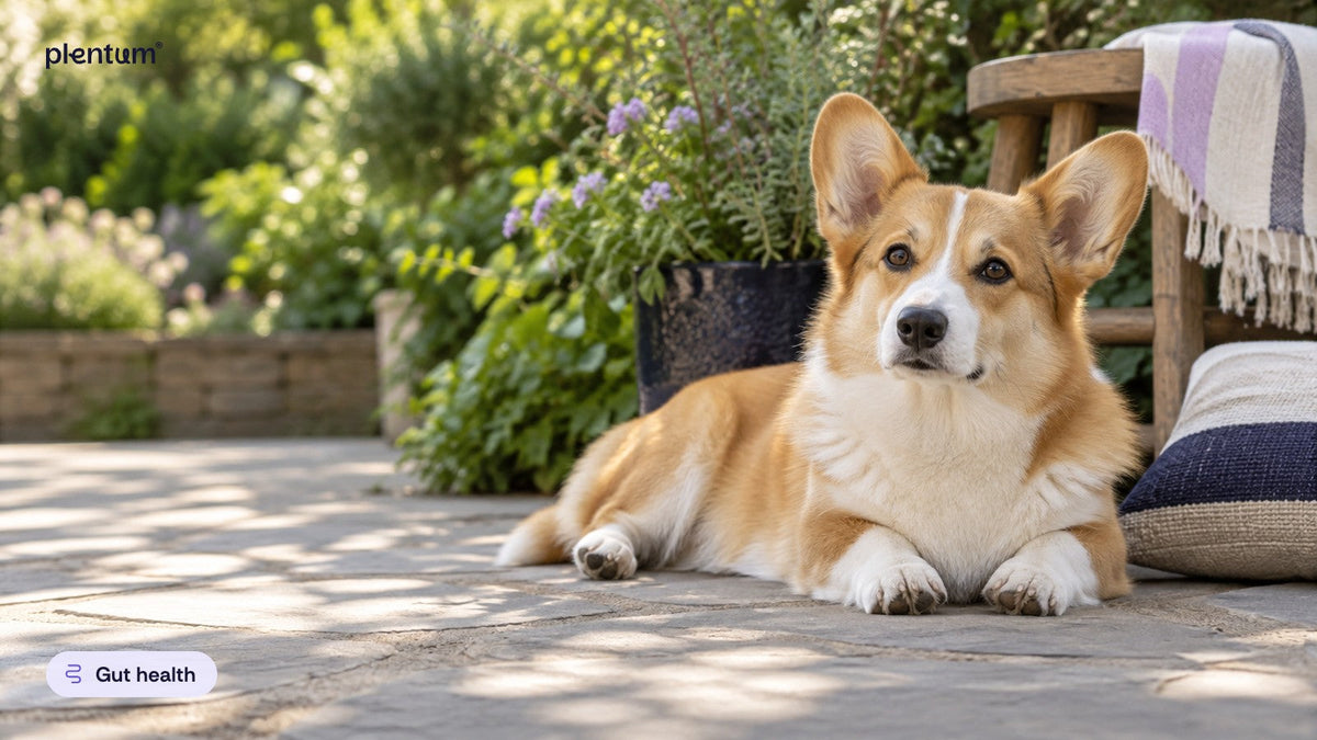 Healthy Pembroke corgi resting alert in dappled shade on a garden patio beside lavender plants