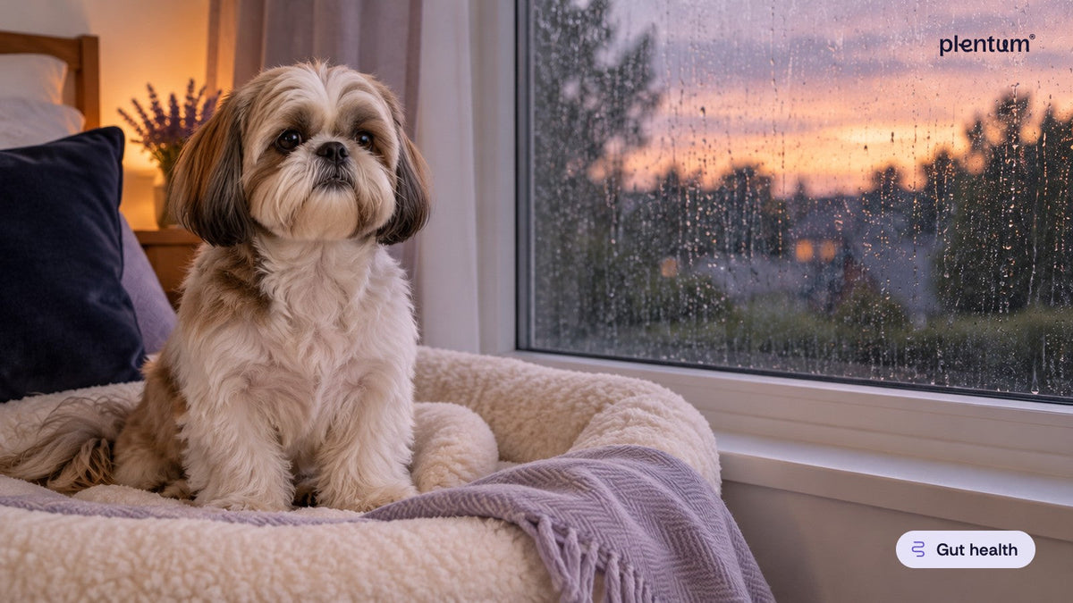 Shih Tzu sitting upright on a cream dog bed by a rain-streaked window at dusk, alert and calm