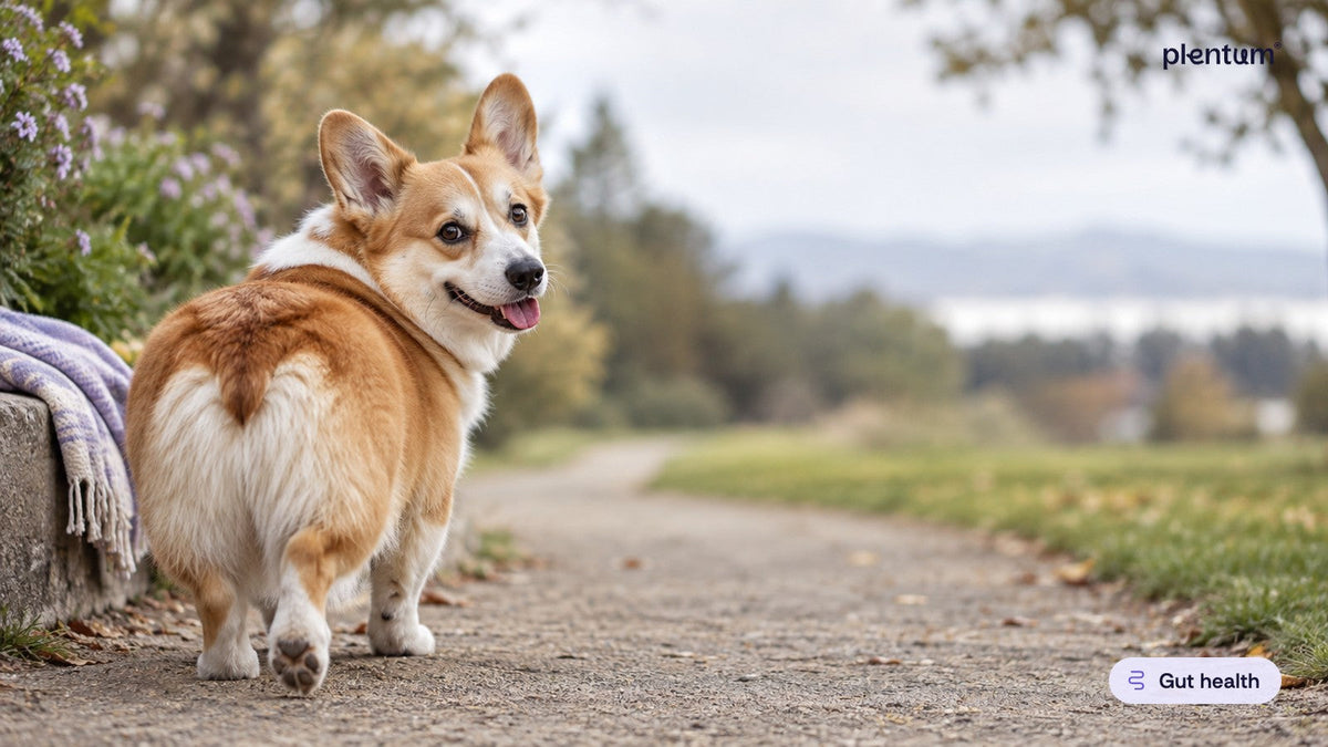 Pembroke corgi walking away along a park path, glancing back over its shoulder on an overcast morning