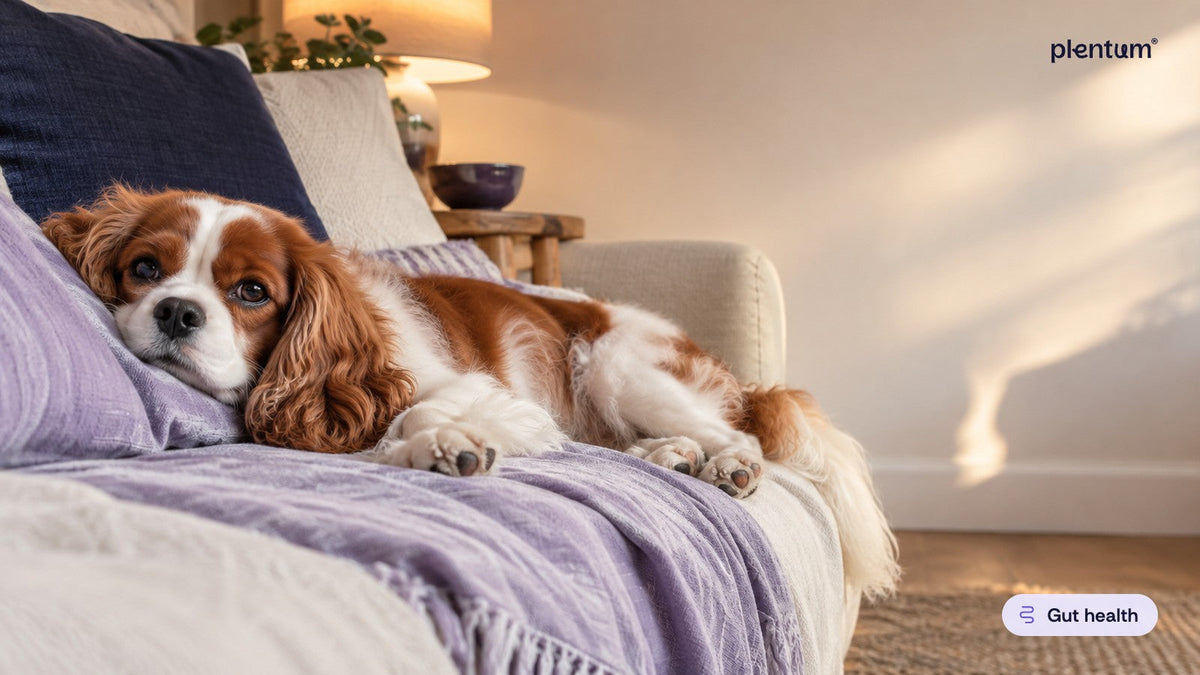 Cavalier King Charles spaniel lying stretched out on a lavender throw on a warm sofa