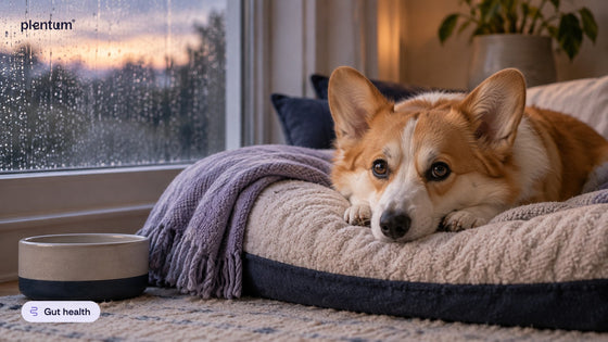 Pembroke corgi resting its head on its front paws on a cushioned dog bed by a rainy window