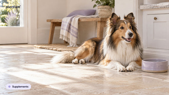 Shetland sheepdog lying alert on a sunlit tiled kitchen floor beside an empty lavender water bowl