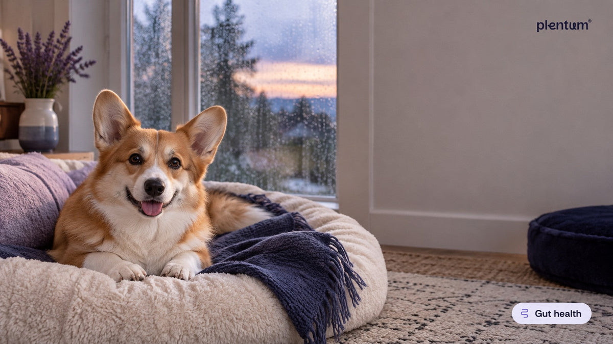 Pembroke corgi lying on a cream dog bed by a rain-streaked bedroom window at dusk