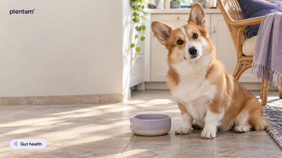 Pembroke corgi sitting beside an empty lavender water bowl on a sunlit kitchen floor, head tilted