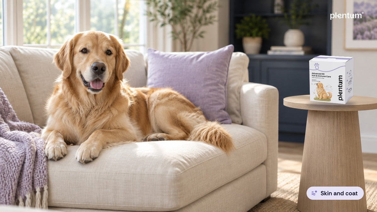 Golden retriever resting on a cream sofa corner beside a sunlit window