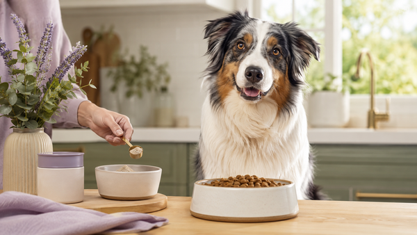 Dog Immune Support: What to Look For in a Supplement featured image with dog feeding routine