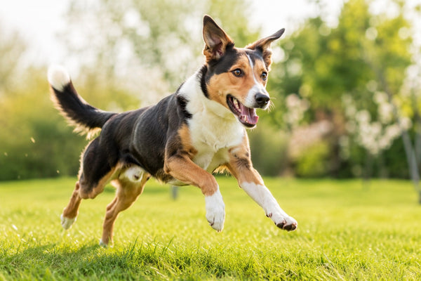 Lean energetic dog running on a sunlit lawn