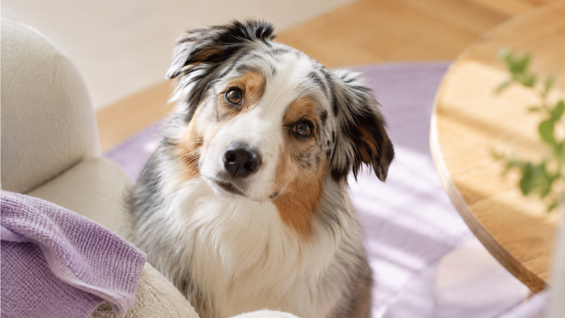 Canine Oral Microbiome & Halitosis — Plentum